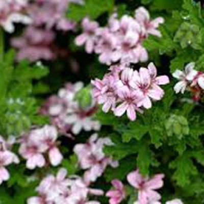 Rose geranium is coveted by perfumers around the world for its delicate scent of rose