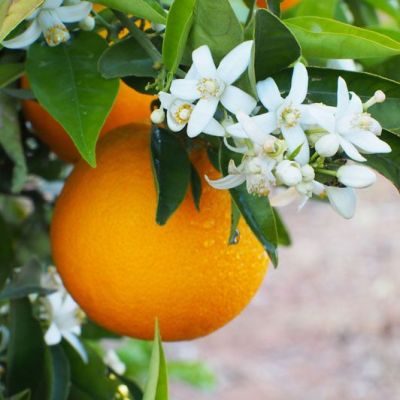 Orange trees under the Provence sun