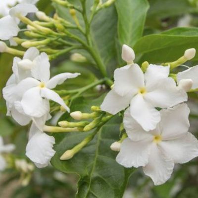 Jasmin de Grasse is famous for the extraordinary fragrance of its large flowers used in perfumery